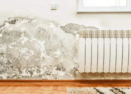 Rev&ecirc;tements d&eacute;coll&eacute;s mur humide