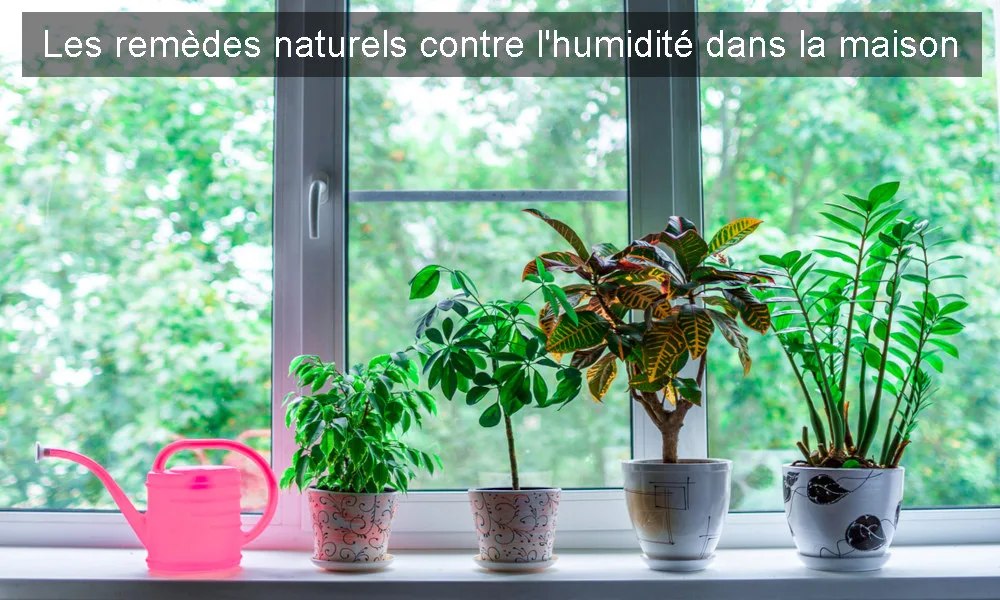 Les rem&egrave;des naturels contre l'humidit&eacute; dans la maison